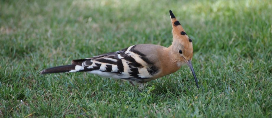 Wildlife in the South Dodecanese: a hoopoe
